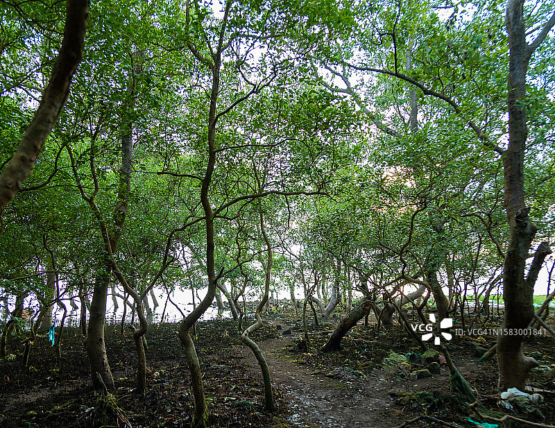 天江省Tan Thanh海的红树林图片素材