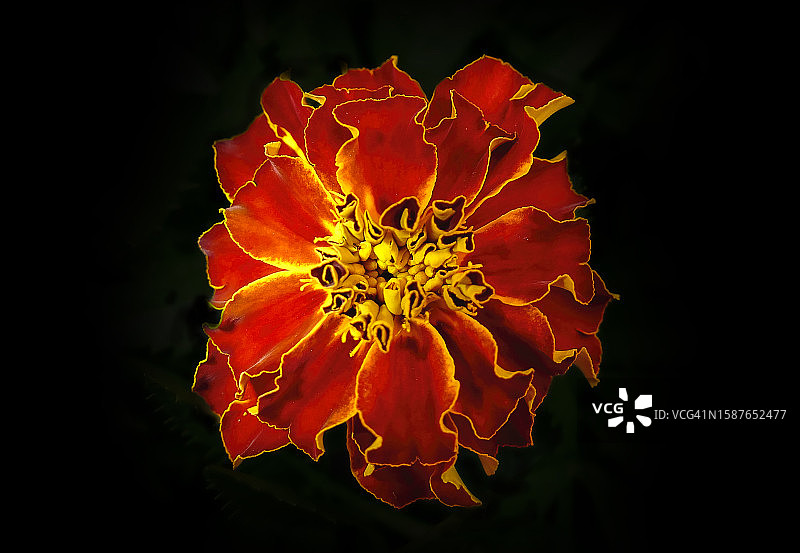橙色花朵在黑色背景下的特写图片素材