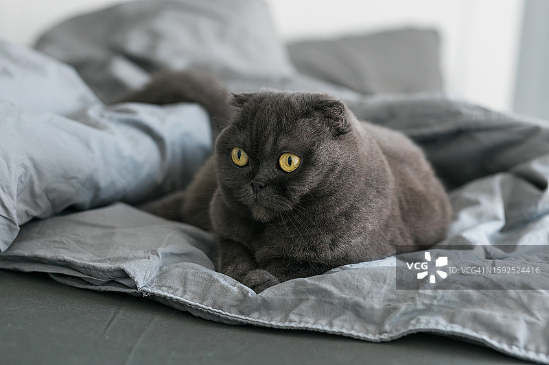 受惊的苏格兰折耳猫躺在沙发上。休息、放松和宠物的概念图片素材
