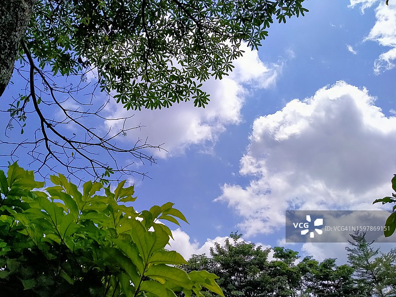 郁郁葱葱的绿树映衬着明亮多云的蓝天。晴朗多云的天空。图片素材
