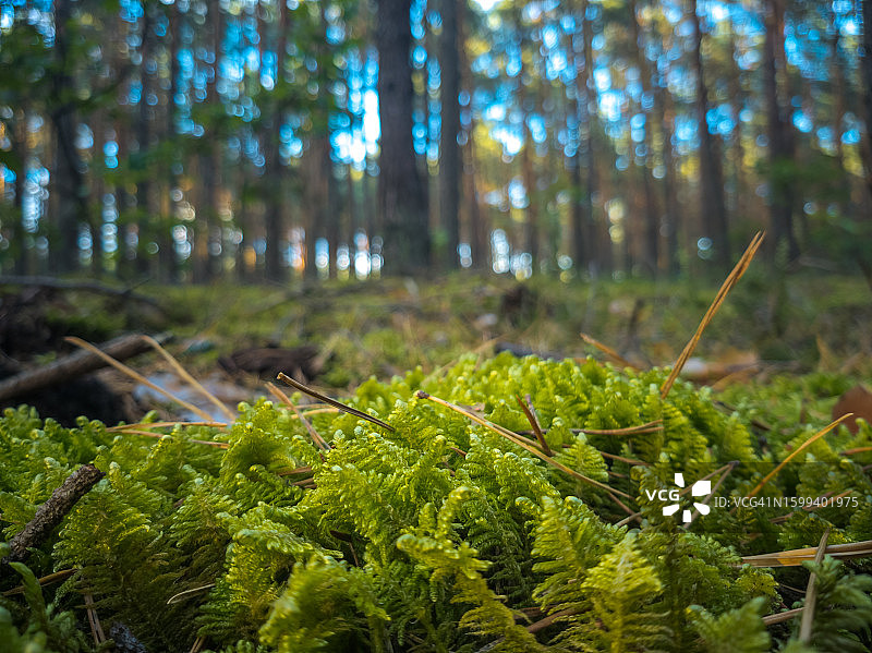松针躺在森林里的苔藓上图片素材