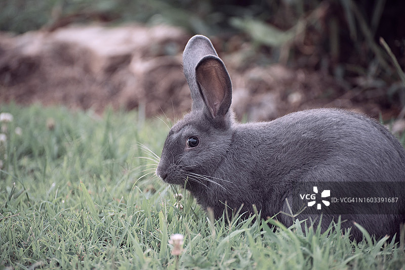 田野上的兔子特写，丹佛，科罗拉多州，美国图片素材