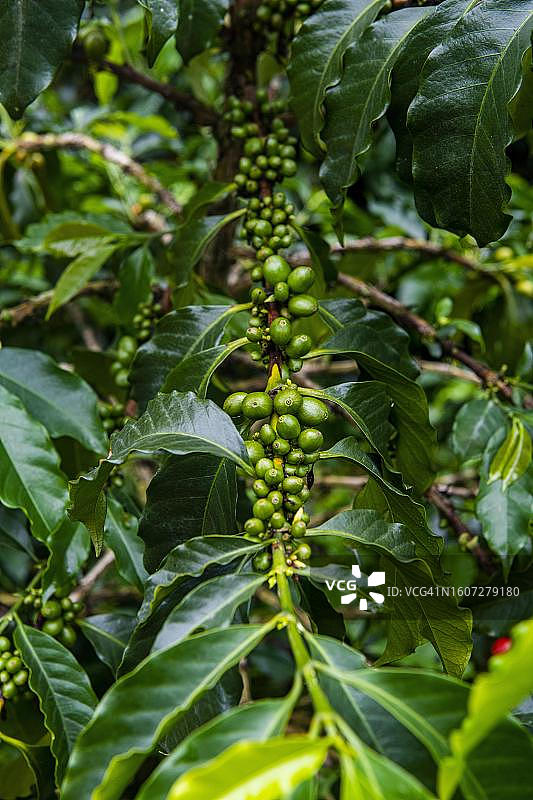 咖啡灌木和咖啡豆，咖啡农场庄园威尼斯，佐纳咖啡厅，哥伦比亚图片素材