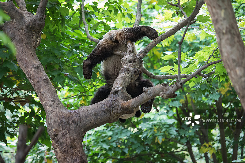 年幼的大熊猫在树上玩耍，中国，东亚。图片素材