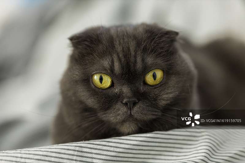 沙发上有黄眼睛的苏格兰折耳灰猫。英国的猫。图片素材