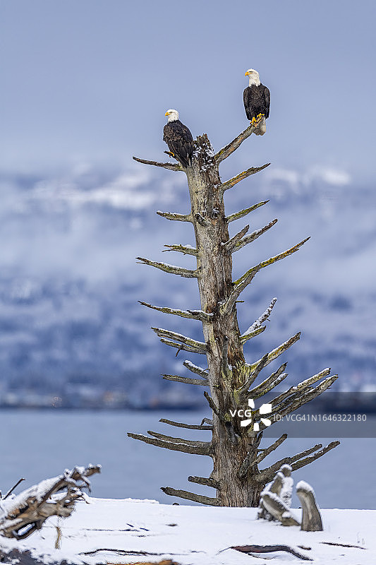 白头鹰栖息在冬雪中的枯树上图片素材
