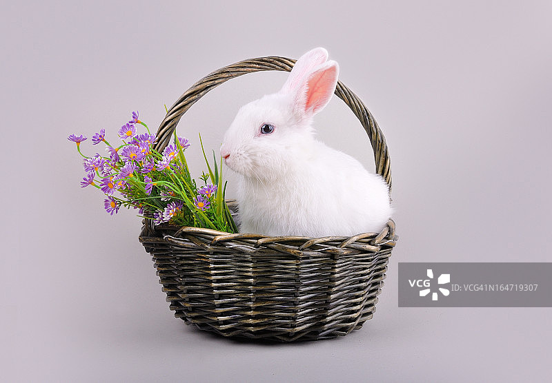 毛茸茸的小白兔在一个放着花的篮子里图片素材