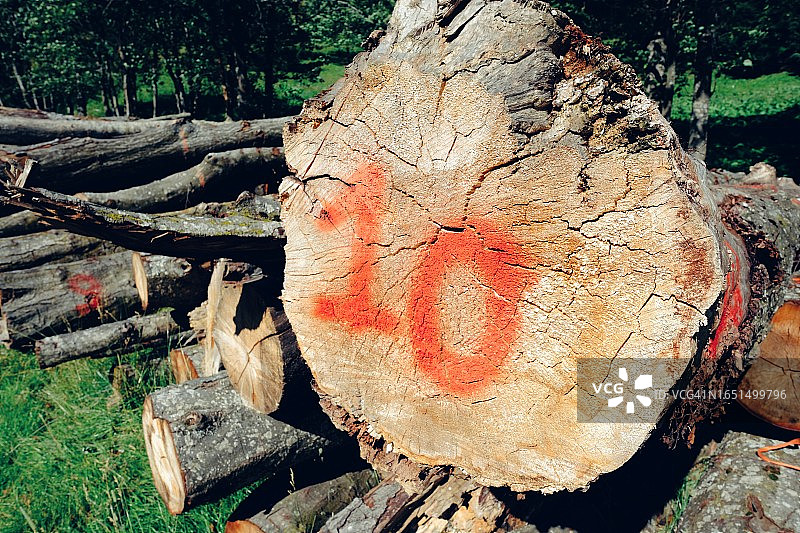 树干砍断并标记，伐木图片素材
