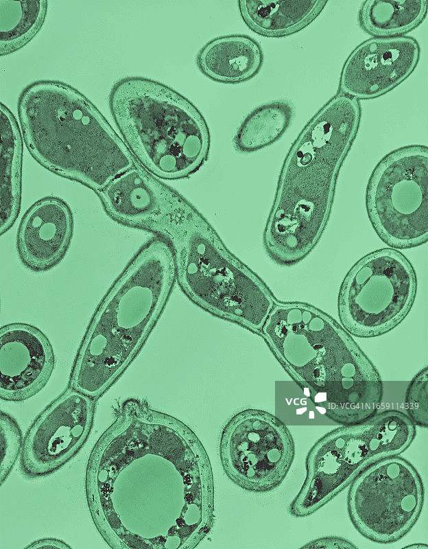 在培养基中培养致病性酵母(热带假丝酵母)，用透射电镜拍摄假菌丝图片素材