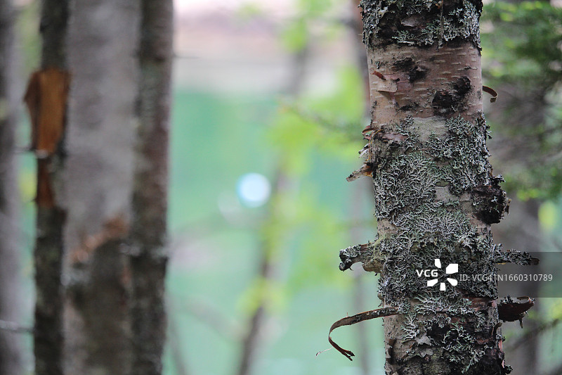 缅因州一棵树上复杂的地衣和树皮图案。大瓦斯岛保护区。图片素材