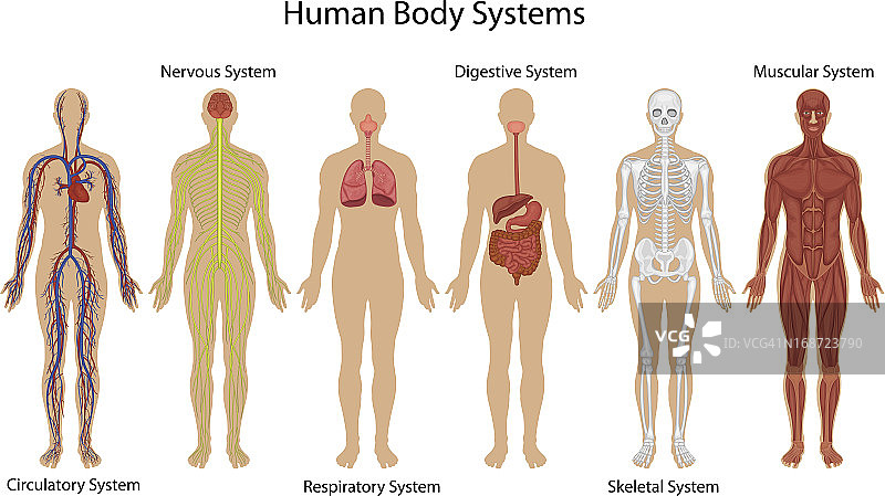 人体不同系统的图解图片素材