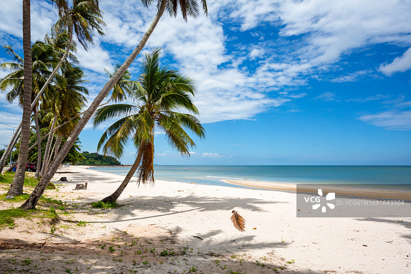 沙滩上的椰子树。图片素材