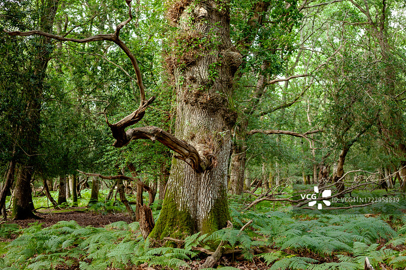 蕨类新森林林地中的古橡树图片素材