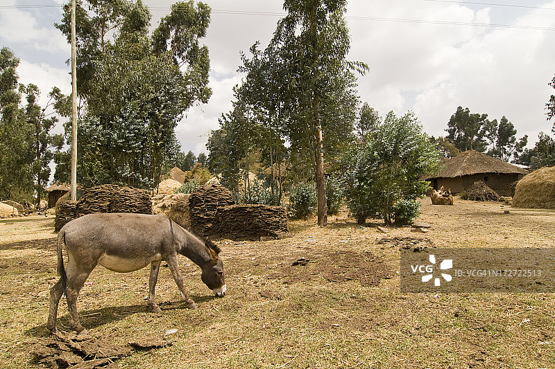 驴在埃塞俄比亚图片素材