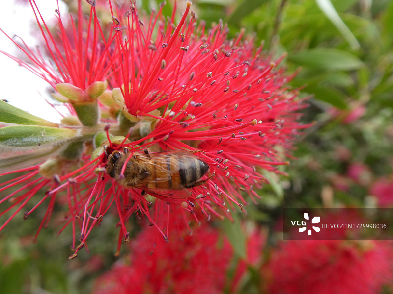 澳大利亚红色花朵的特写图片素材