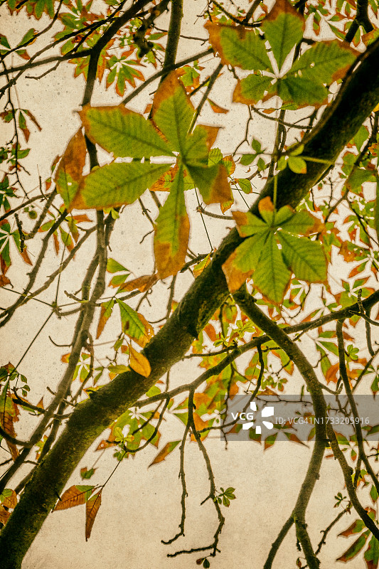 秋天的栗树枝图片素材