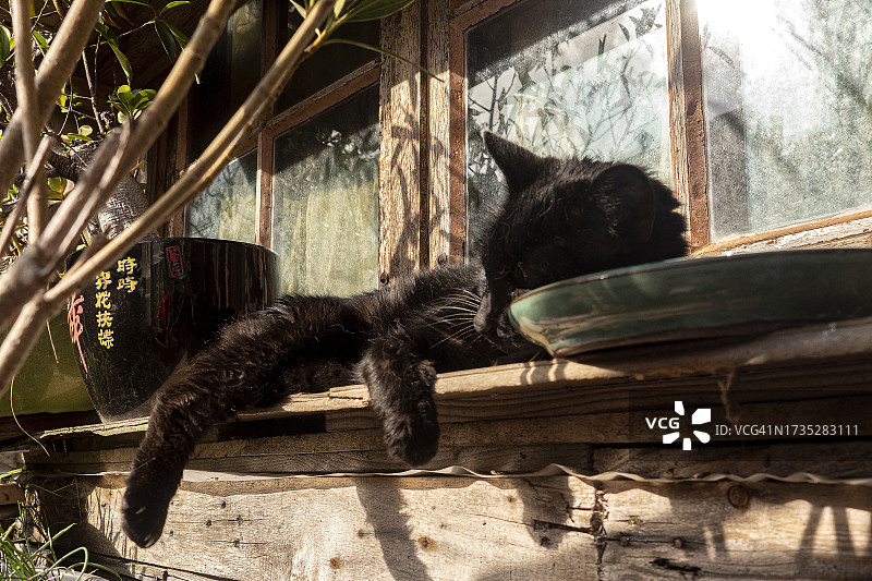 黑猫在窗外的窗台上睡觉图片素材