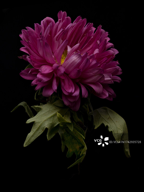 黑色背景下粉色花朵的特写图片素材