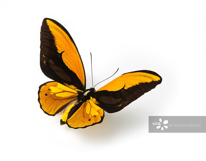 橙色和黑色图案的蝴蝶图片素材