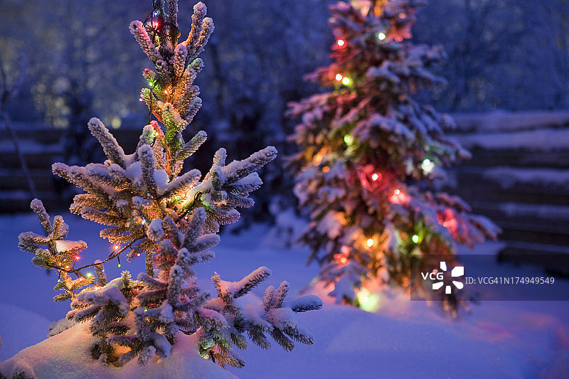 圣诞树和蓬松的雪图片素材