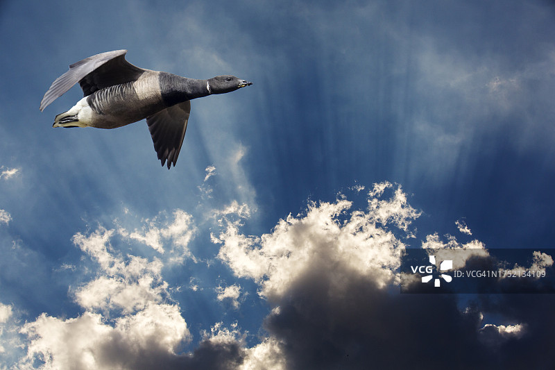 在英国莱斯特郡上空，雅各布斯的梯子在云层中闪闪发光，一架布兰特鹅飞过。图片素材