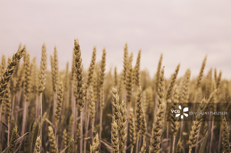 麦田里的小麦在天空的衬托下生长的特写图片素材