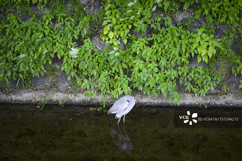 鸟在鸭川河上图片素材