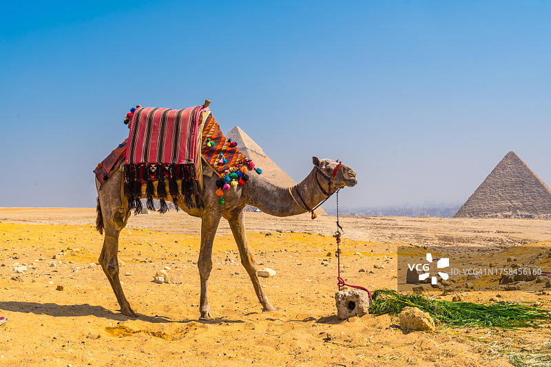 吉萨金字塔上一只美丽的骆驼，这是世界上最古老的丧葬纪念碑。在埃及的开罗市图片素材