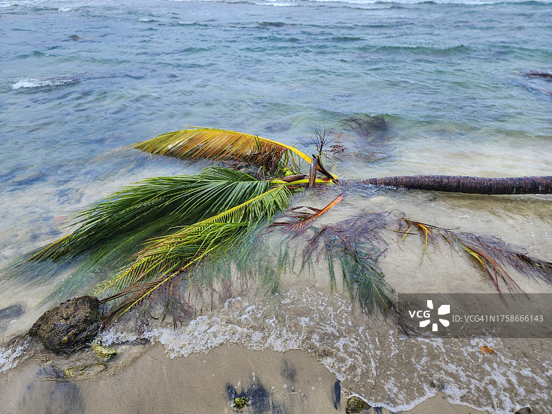 大自然的力量释放:海里倒下的棕榈树图片素材