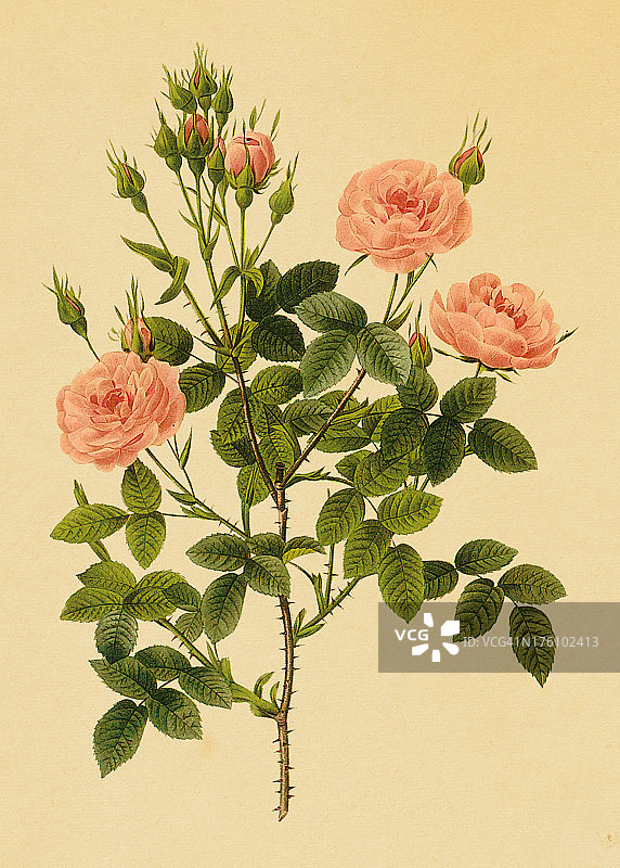 彩绒玫瑰|古董花卉插图图片素材