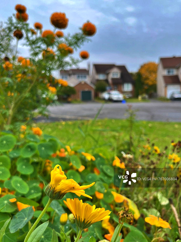 花园里美丽的黄色万寿菊/渥太华/加拿大图片素材