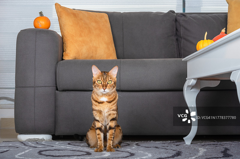 猫坐在家里的沙发上的画像图片素材