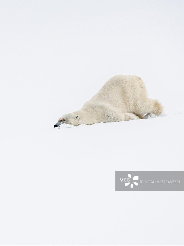 一只北极熊图片素材