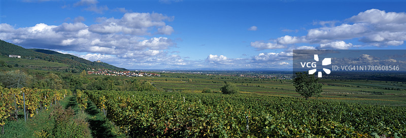 德国葡萄酒之路上的葡萄园图片素材