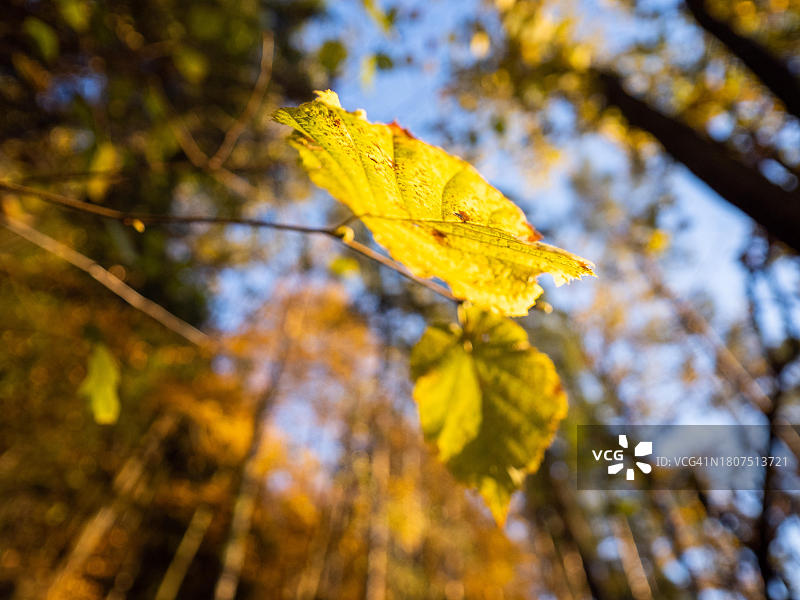 奥地利施蒂利亚州莱奥本，树枝上的秋叶图片素材