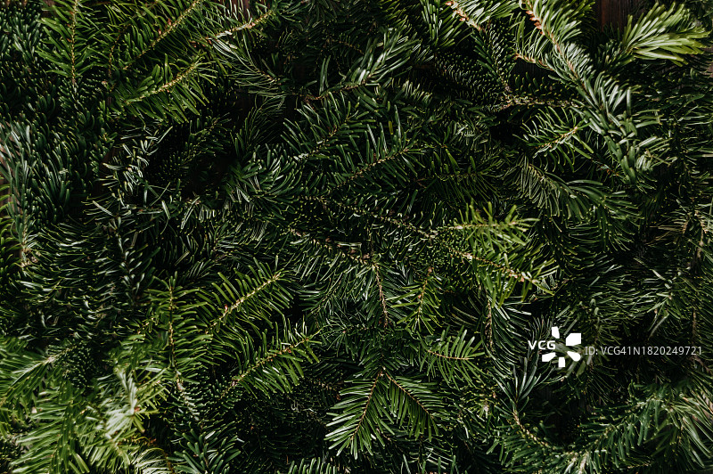美丽的圣诞背景与绿色的松树早午餐近距离。12月壁纸。图片素材