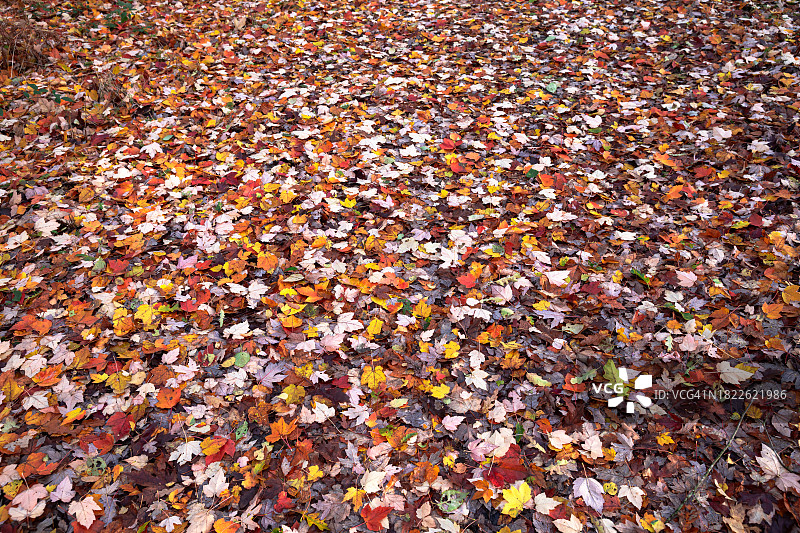 秋天地上的落叶图片素材