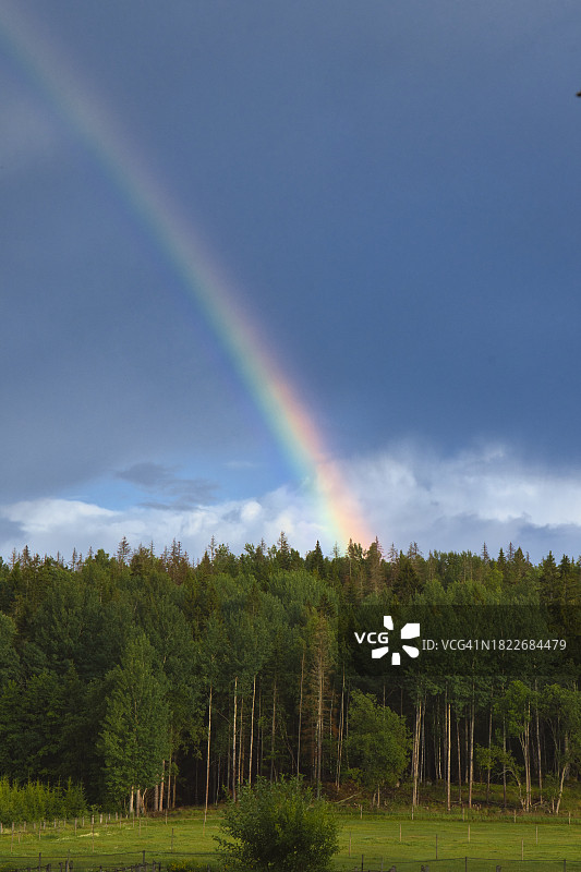 树上的彩虹映衬着天空的美景图片素材