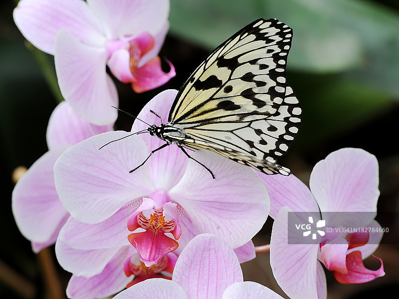 兰花花上的纸风筝蝴蝶图片素材
