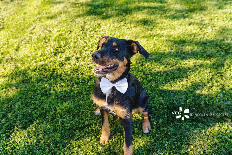 黑色梗狗的肖像，优雅的领结，温顺地坐在草地上图片素材