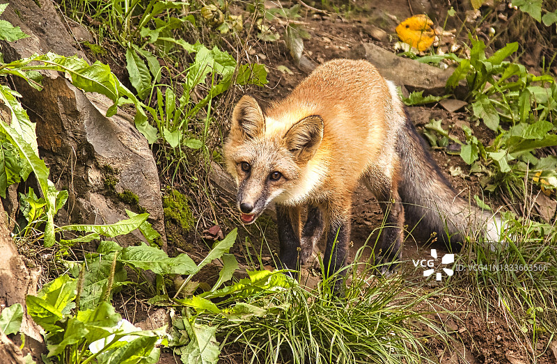 美国阿拉斯加东南部Kroschel野生动物保护区，站在田野上的红狐的高视角图片素材
