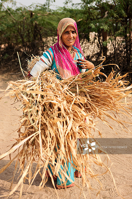 拉贾斯坦部落妇女在收集粮食。俾斯诺依村,再驱车印度。图片素材