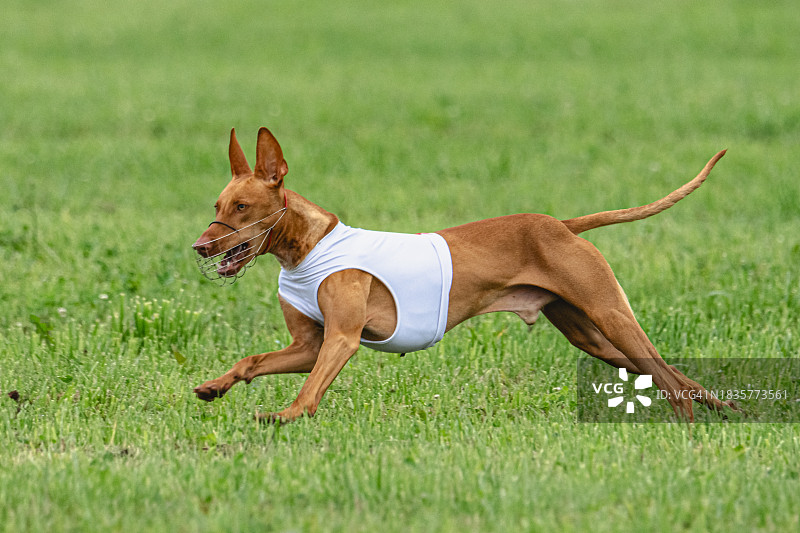 爱沙尼亚，在草地上奔跑的纯种猎犬的侧视图图片素材