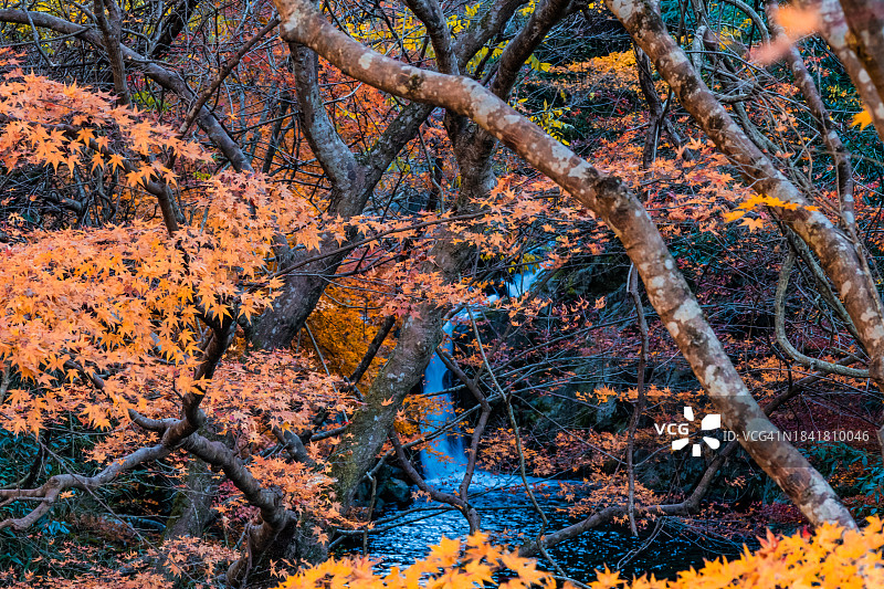 秋天的树叶和一个小瀑布图片素材