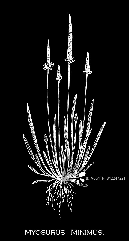 古老的植物学雕刻插图，小鼠尾或只是鼠尾(Myosurus minimus)，毛茛科开花植物的一种图片素材