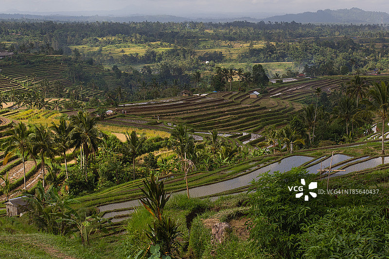 巴厘岛的梯田稻田图片素材
