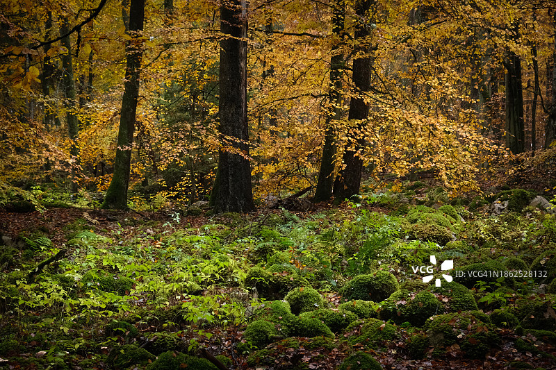 秋天，自然保护区内长满苔藓的老山毛榉森林图片素材