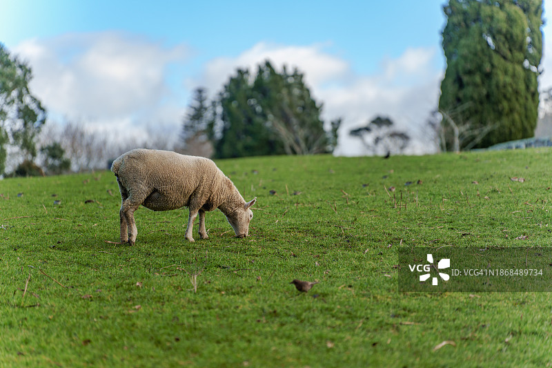羊群在草地上吃草的侧视图，奥克兰，新西兰图片素材