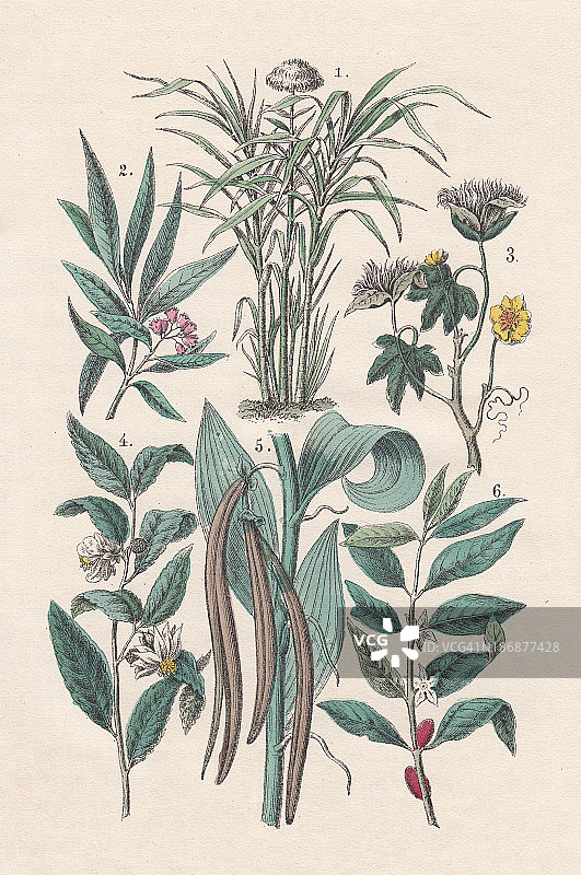 经济植物，手工彩色平版，1880年图片素材