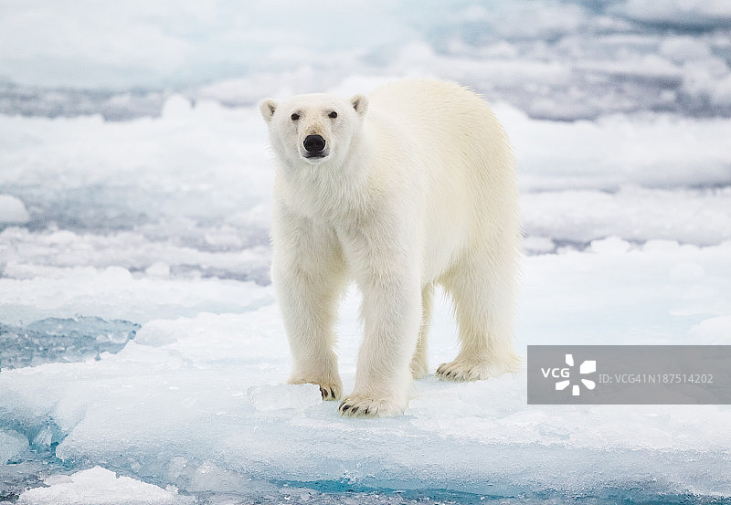 北极熊图片素材